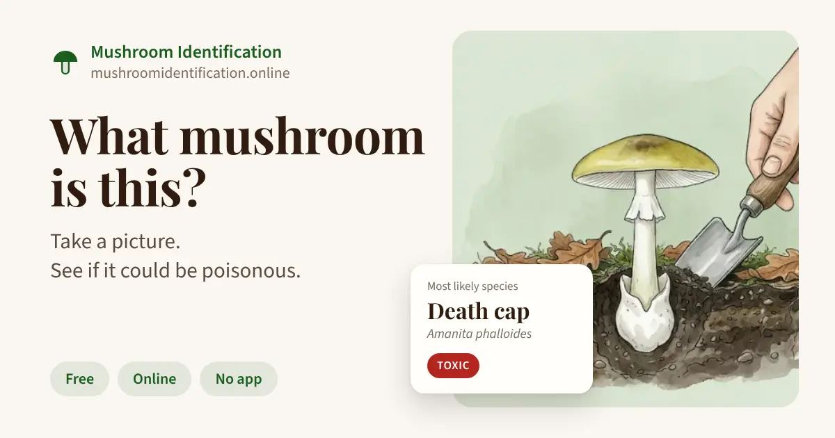 Mushroom Identifier screenshot